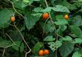 naranjilla